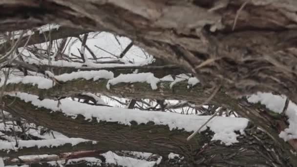 Сніг накривав ліс — стокове відео