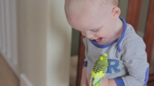 鳥と遊ぶ幼児 — ストック動画