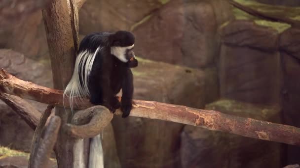 Μια μακρά μαλλιά μαϊμού — Αρχείο Βίντεο