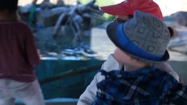 Moeder- en kindervoeding in aquarium in dierentuin — Stockvideo