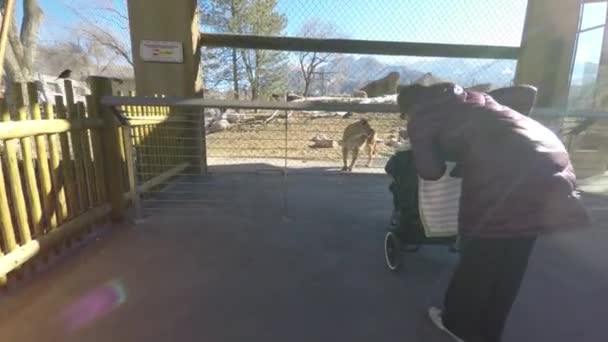 Anne ve Bebek arabasındaki bebek Hayvanat Bahçesi'nde — Stok video