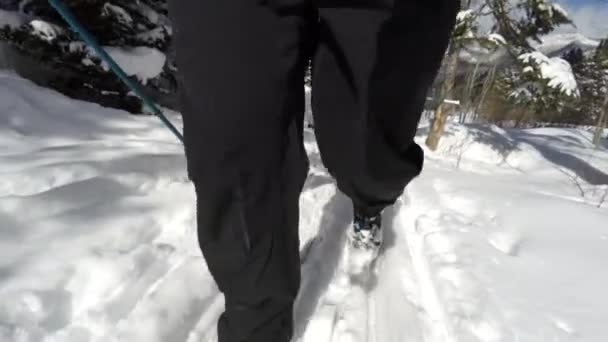 A man cross country skiing with kids — Stock Video