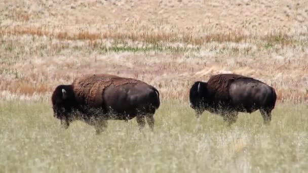 Två stora buffalo — Stockvideo