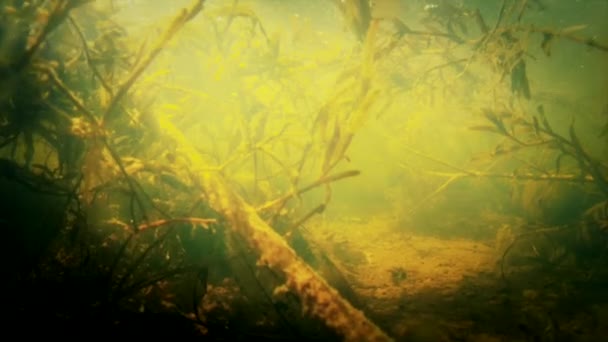 Underwater skott av vatten — Stockvideo