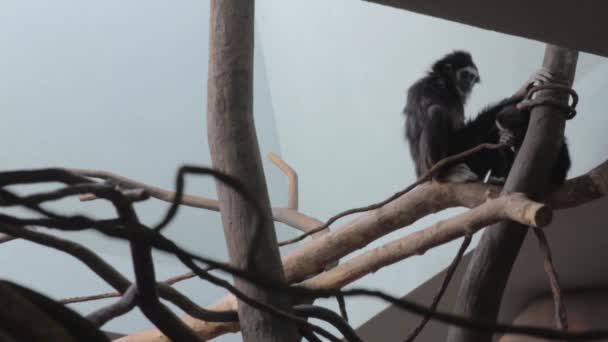 Apen in de kooi in een dierentuin — Stockvideo