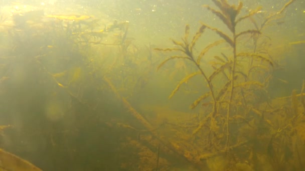 Unterwasserschuss von Wasser — Stockvideo