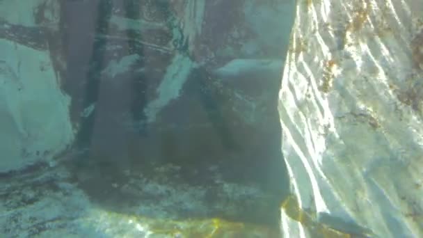 Een zegel zwemmen in de dierentuin — Stockvideo