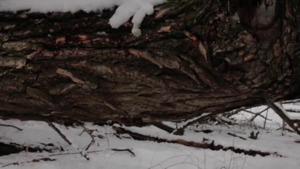 Columpio de cuerda en un grupo de árboles — Vídeo de stock