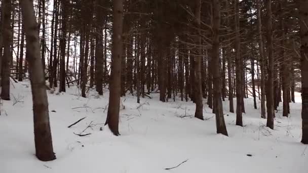 Se déplacer dans la forêt — Video