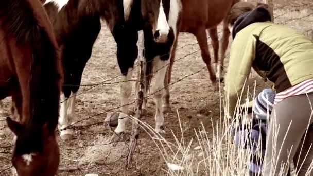 Mãe e menino alimentando cavalos — Vídeo de Stock