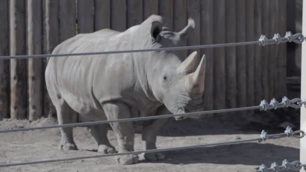 Rhinocero tutsak bir Hayvanat Bahçesi'nde — Stok video