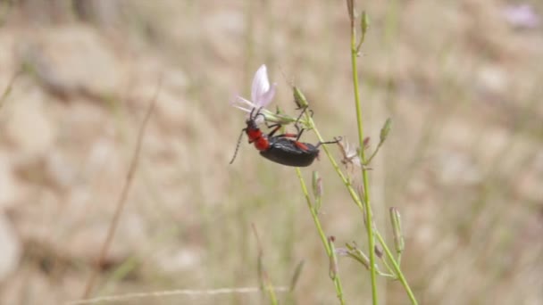 A red and black desert beetle — Stock Video