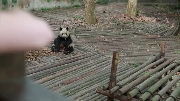 Panda eating bamboo — Stock Video