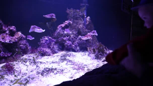 Niño con sus padres en el acuario — Vídeo de stock