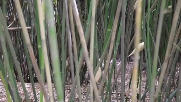 Bambus im Panda-Forschungszentrum — Stockvideo