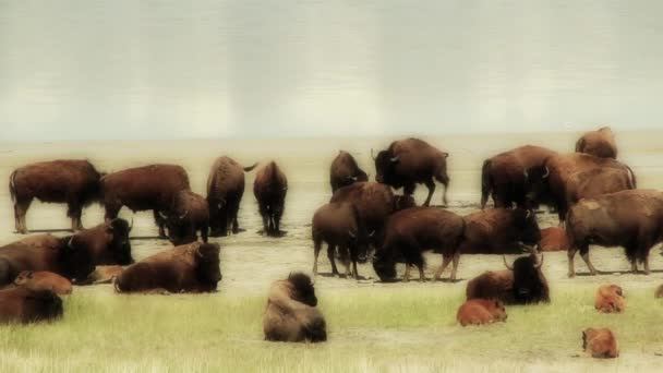 Gran manada de búfalos — Vídeos de Stock