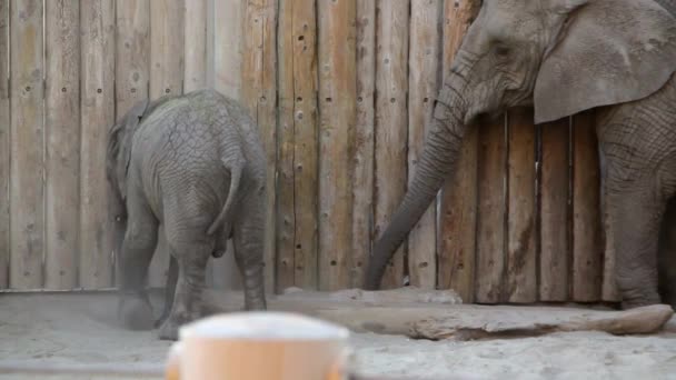 Elefante lanzando tierra — Vídeos de Stock