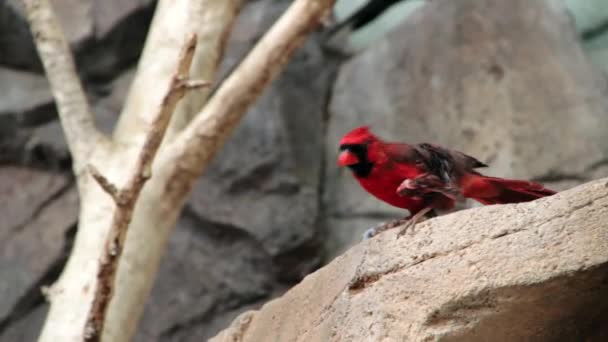 Belo pássaro vermelho — Vídeo de Stock