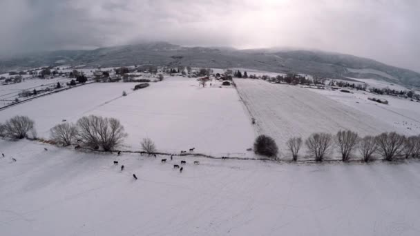 Campo nevado con caballos — Vídeo de stock