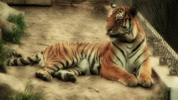 Hermoso tigre siberiano — Vídeos de Stock