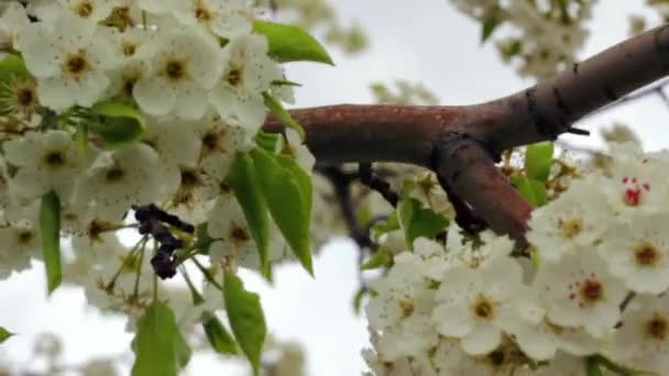 Beautiful springtime blossoms — Stock Video