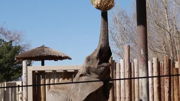 African elephant at the zoo — Stock Video