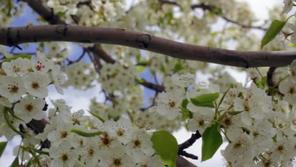 Beautiful springtime blossoms — Stock Video