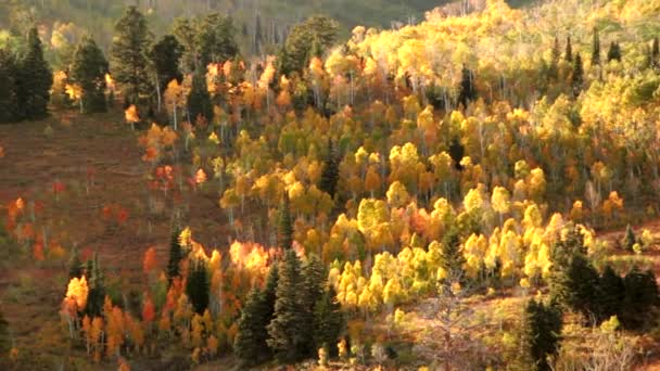 Осенние листья в горах — стоковое видео