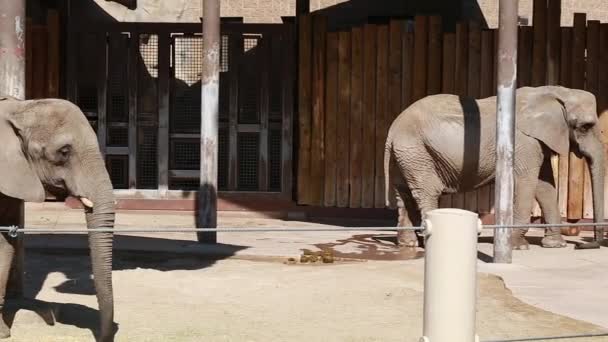 Elefantes africanos en el zoológico — Vídeos de Stock