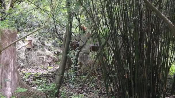 Бамбуковый лес и красная панда — стоковое видео