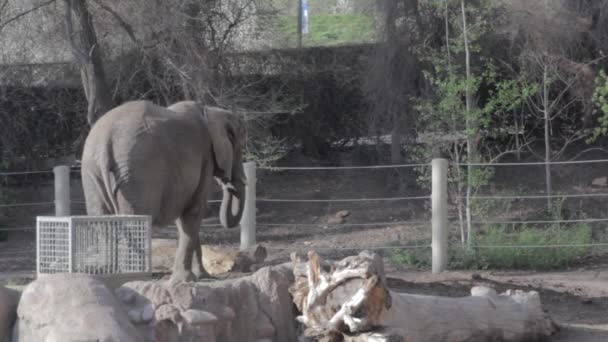 Elefante africano no zoológico — Vídeo de Stock