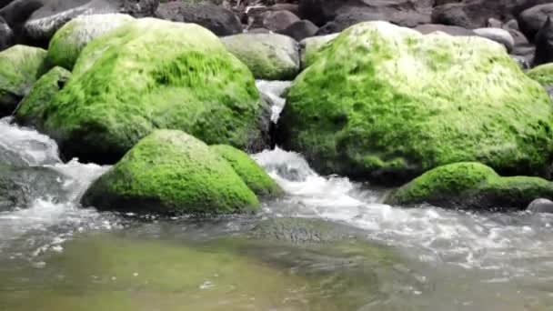 浑身苔藓的巨石 — 图库视频影像