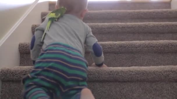 Boy playing with his parrot — Stock Video