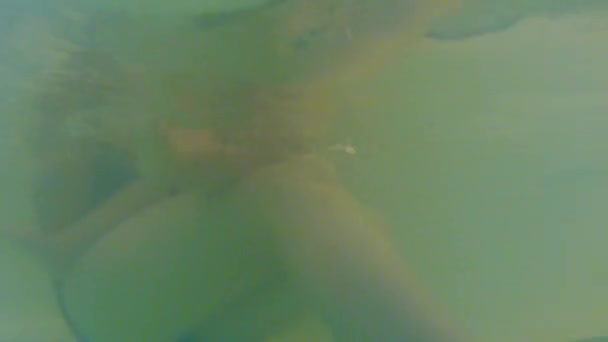 Мальчик плавает со своей семьей — стоковое видео