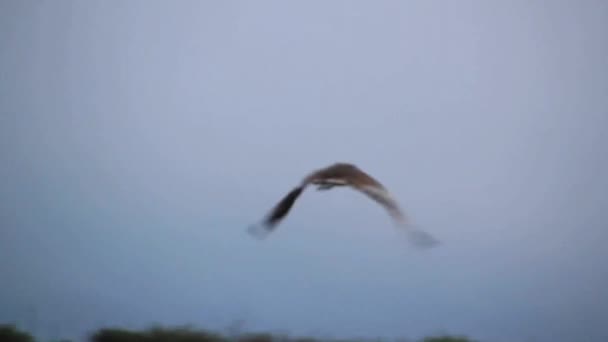 Schöner Falkenflug — Stockvideo