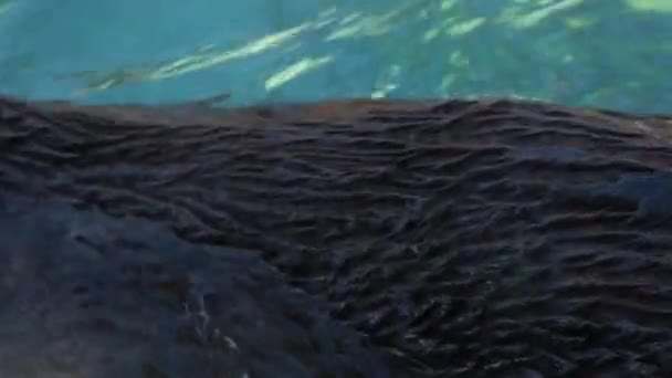 Otters swimming in an aquarium — Stock Video