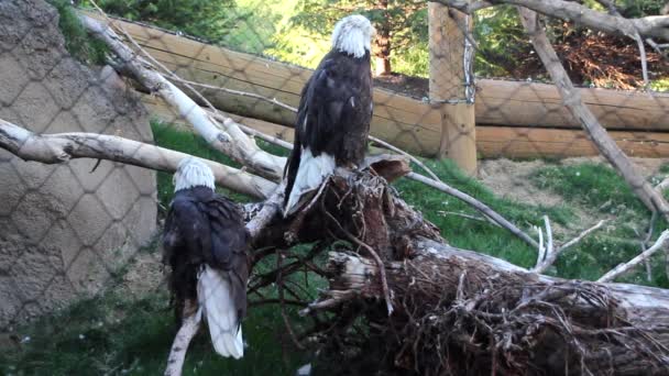 Een mooie bald eagles — Stockvideo