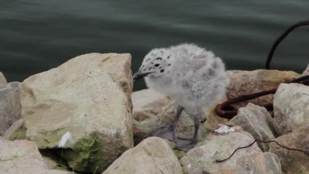 Baby seagull chicks — Stock Video