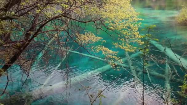 Beautiful forest lake in Jiuzhaigou valley — Stock Video