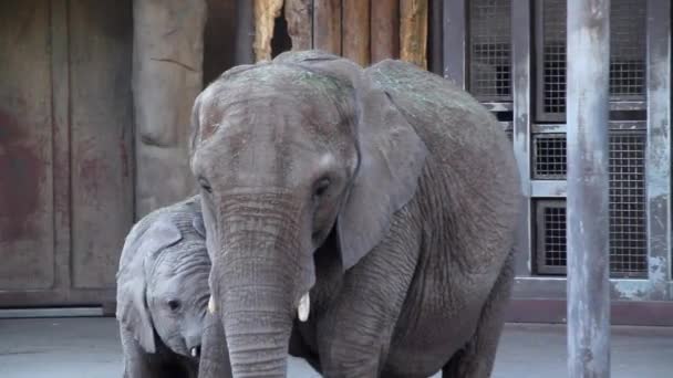 Baby elephant nursing from mother — Stock Video