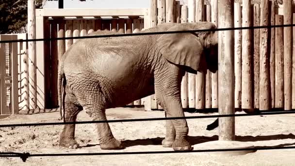 Afrykańskich słoni w zoo — Wideo stockowe