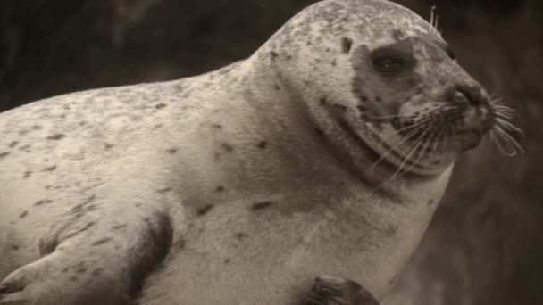 Beautiful Seal Resting — Stock Video