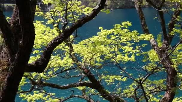 Красивое лесное озеро в долине Цзючжайгоу — стоковое видео
