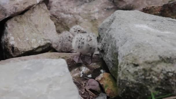Bebé gaviota polluelos — Vídeo de stock