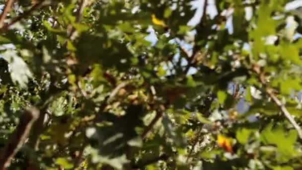 Cordillera durante el otoño — Vídeo de stock