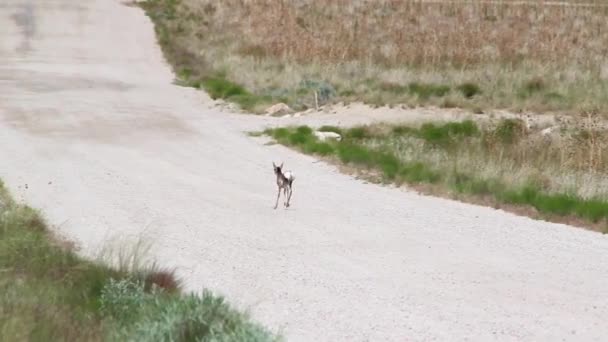 Baby Antelope rennen — Stockvideo