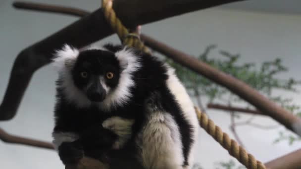 Macaco preto e branco — Vídeo de Stock