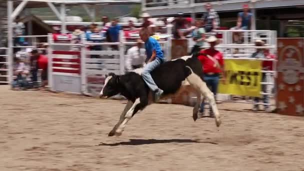 Menino bezerro equitação no rodeio — Vídeo de Stock