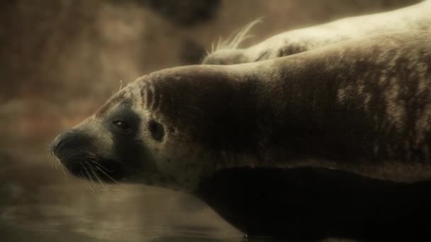 Реставрация тюленей — стоковое видео