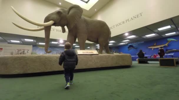 Niño mirando elefante en el museo de ciencias de la vida — Vídeos de Stock